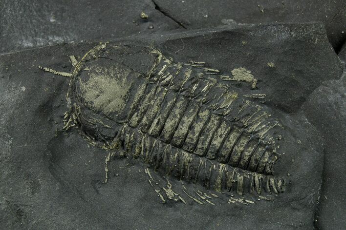 Two Pyritized Triarthrus Trilobites with Appendages - New York #383769